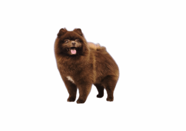 dog in groomer